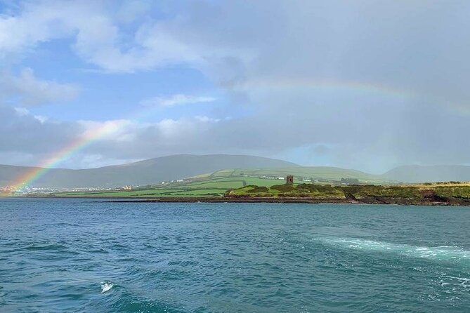 1 hour Dingle Bay Cliff Tour - Starting at The Pier in Dingle