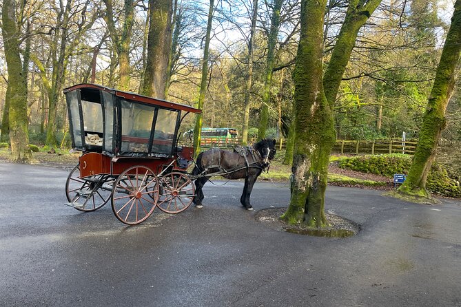 1 Hour Guided Carriage Tour in Killarney National Park - Setting off from Beech Road