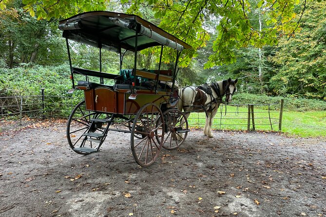 1 Hour Guided Carriage Tour in Killarney National Park - Deerparks, lakes, and mountain views