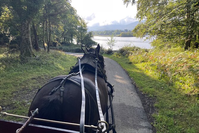 1 Hour Guided Carriage Tour in Killarney National Park - The return route and one fair criticism