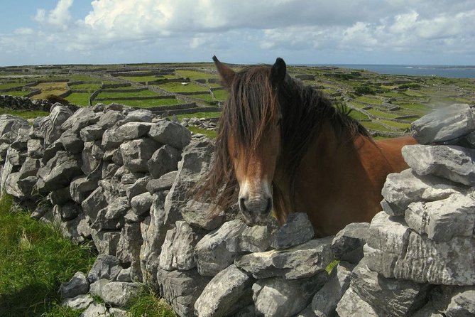 3-Day Southern Ireland Tour Including Galway and Kerry from Dublin - Who will enjoy this fast Irish sampler?