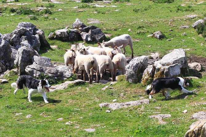 6-Day Magical Southern Explorer Small Group Tour - Day five: Conor Pass and the Cliffs of Moher