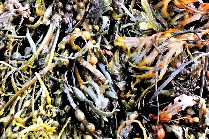 Abalone farm tour and tasting with coastal seaweed walk. Guided. 2 hours - Who will enjoy this most?