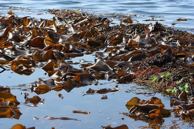 Abalone farm tour and tasting with coastal seaweed walk. Guided. 2 hours - Practical planning for the day