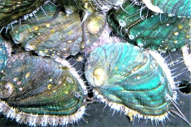 Abalone farm tour and tasting with coastal seaweed walk. Guided. 2 hours - Reading the Atlantic shore through seaweed