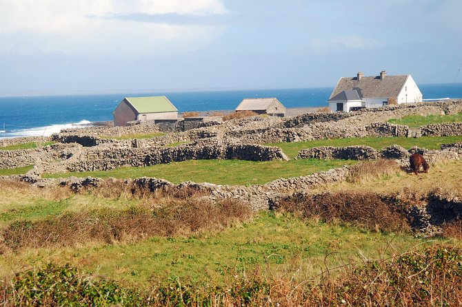 Aran Island, Cliffs of Moher & Cruise tour from Galway. Guided. - Simple ways to make the day better
