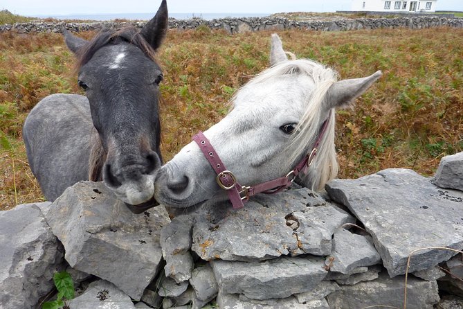 Aran Islands Scenic Flight and Galway Rail Tour from Dublin - Kilronan lunch, sweaters, and free time