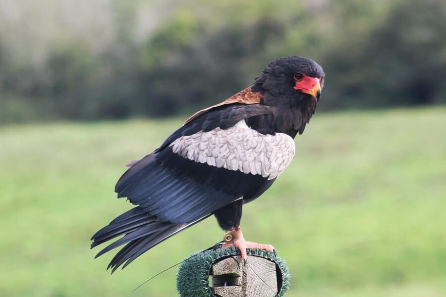 Ballyvaughan: Aillwee Burren Experience Entry Ticket - How to plan your visit