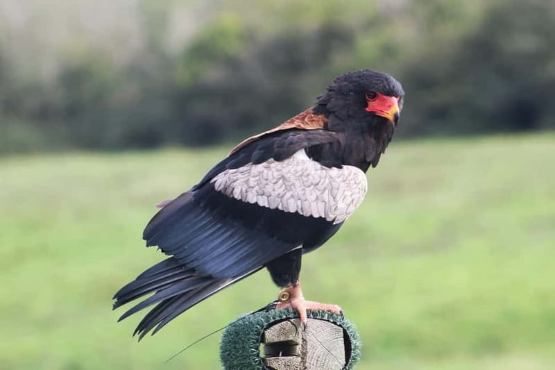 Ballyvaughan: Aillwee Burren Experience Entry Ticket - Should you book the Aillwee Burren Experience?