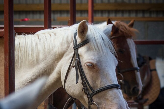 Beach & countryside horse riding outside Westport. Guided. 1 hour - Reaching the wide strands of Clew Bay