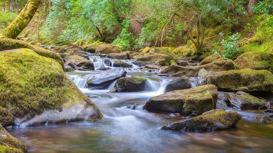 Best of Killarney: Private Walking Tour with a Local - Starting in central Killarney at Red Deer of Ireland