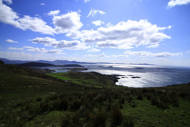 Best Ring of Kerry Tour ex Killarney inc Killarney National Park - The Kells sheepdogs: the most memorable optional stop
