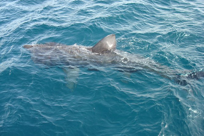Blasket Island Eco Tour. - Dolphins, puffins, sharks, and other possible sightings