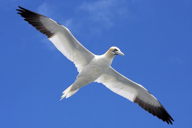 Blasket Island Eco Tour. - A guide who connects geology, folklore, and island life