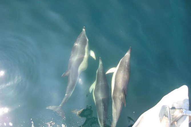 Blasket Island Eco Tour. - What the boat ride feels like in real conditions