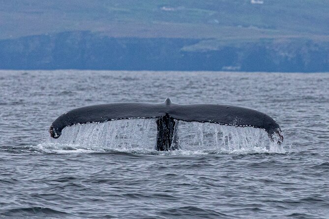 Blasket Island Sea Life Rib Tour, - David, Nathan, and the small-group advantage