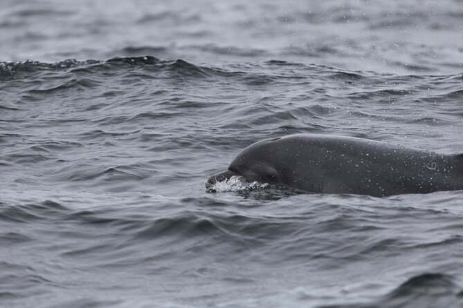 Blasket Island Sea Life Rib Tour, - Is $116.14 good value?