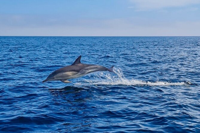 Blasket Island Sea Life Rib Tour, - My call: book it if you want wild Ireland from the sea