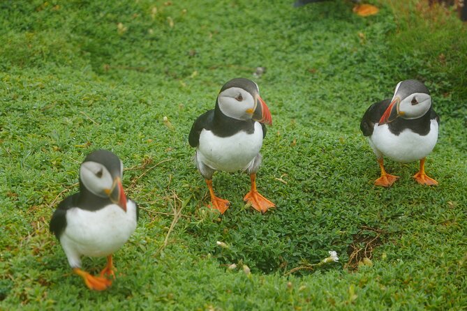Blasket Island Sea Life Rib Tour, - FAQ