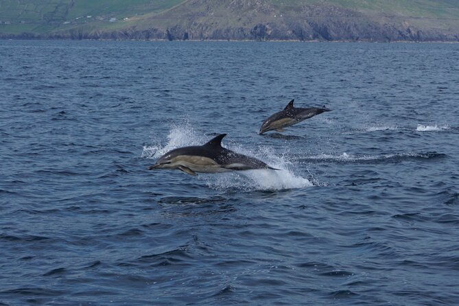 Boat Tour of Dingle Peninsula - Leaving Dingle Marina for an easy hour on the bay