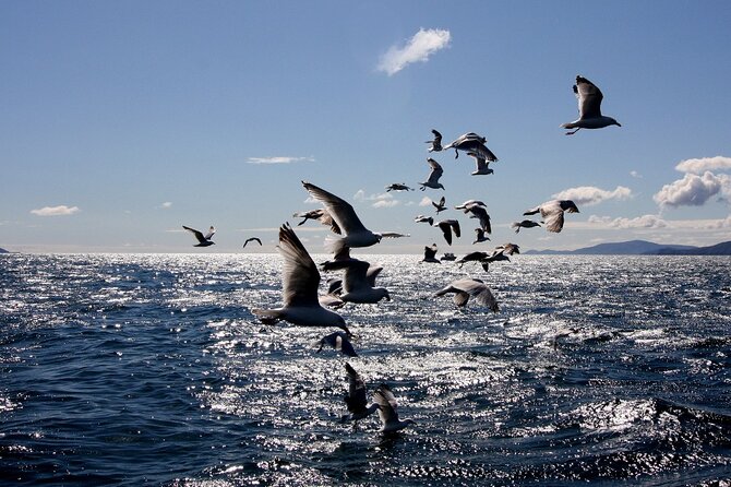 Boat Tour of Dingle Peninsula - One hour, or closer to 90 minutes?