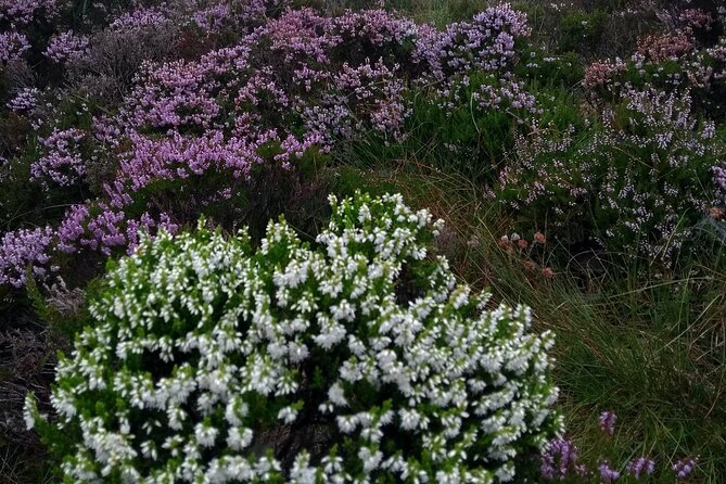 Bog Safari Hike - Understanding peat, turf, and time