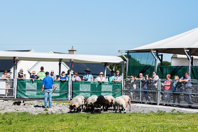 Caherconnell Fort & Sheepdog Demonstrations - How long to stay and what else is on site