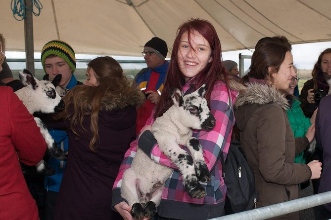 Caherconnell Fort & Sheepdog Demonstrations - What the fort tells you about the Burren