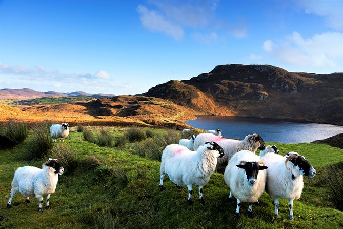 Castles of Connemara tour departing Galway. Private guided. - Who should book this Connemara tour?
