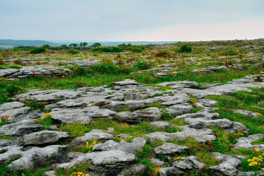 Cliffs of Moher and Blarney 2-Day Tour from Dublin - The Burren: strange stone and rare flowers