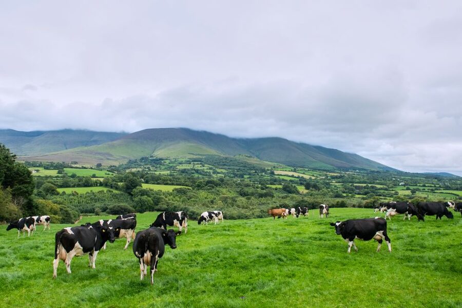 Cliffs of Moher and Blarney 2-Day Tour from Dublin - Day one: the Rock of Cashel sets the tone