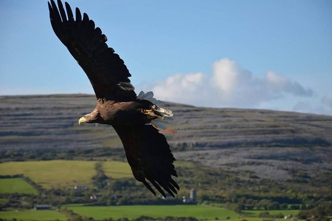 Cliffs of Moher & Burren Day Tour with a 2 hour stop at Cliffs - What the guides add to the ride
