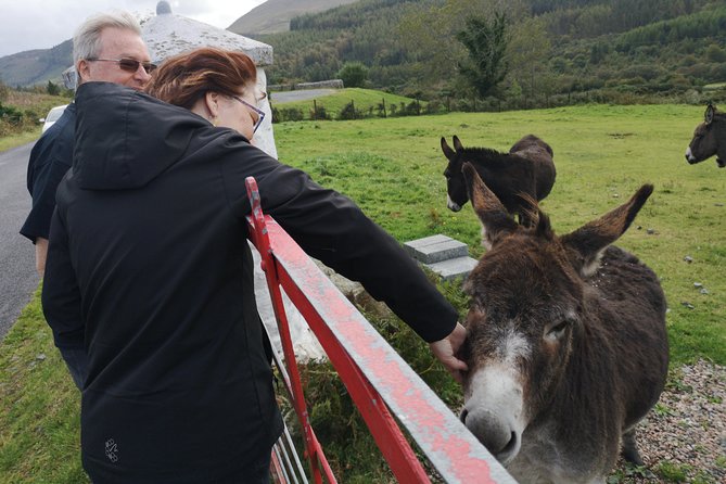 Cliffs of Moher & Galway Bay private tour or Galway city day trip - Key points about this west coast day