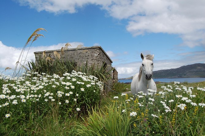 Connemara & Connemara National Park day tour from Galway. Guided. - Derryclare Lough and Pine Island