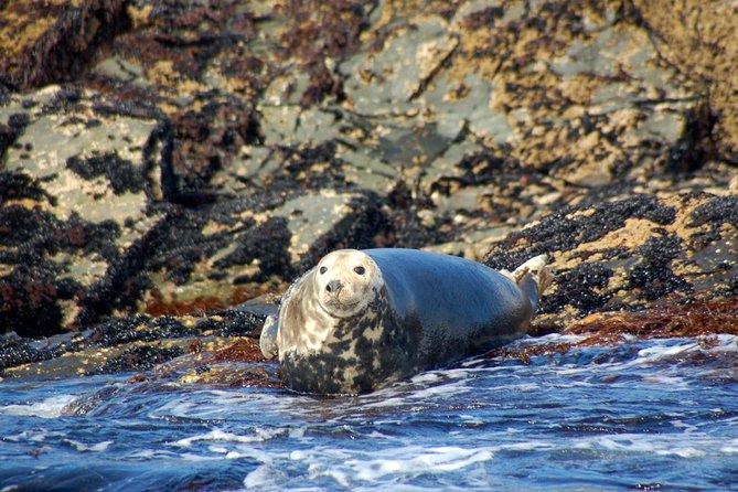 Connemara & Inishturk Island wildlife watching cruise. Private guided Full-day - Fishing around bays, islands, and reefs
