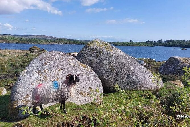 Connemara Sheep Farm experience & Kylemore Abbey by Lux Limousine - Connemara by road: Lough Inagh to the Atlantic coast