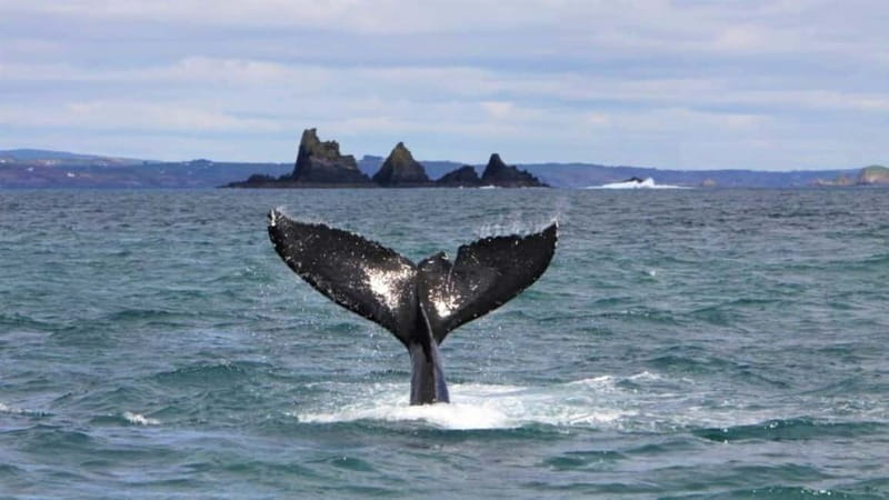 Cork: Fastnet Rock Lighthouse and Cape Clear Island Tour - Why this Cape Clear and Fastnet trip works