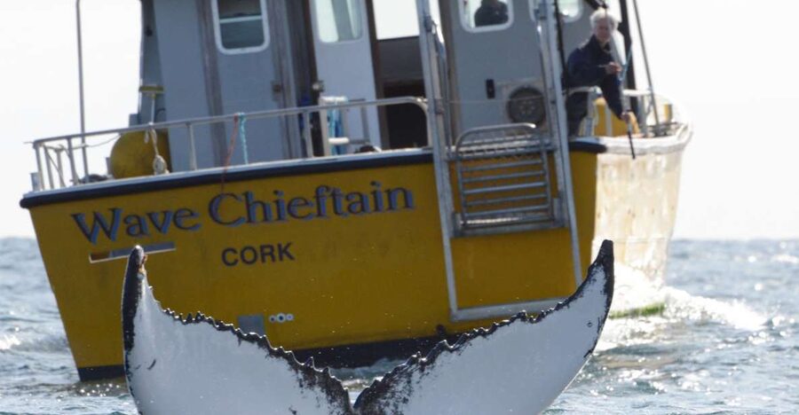 County Cork: Whale & Dolphin Watching Boat Trip - Leaving Baltimore on the yellow WAVE CHIEFTAIN