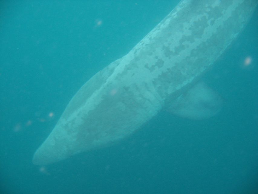County Cork: Whale & Dolphin Watching Boat Trip - Searching for dolphins, seals, and porpoises