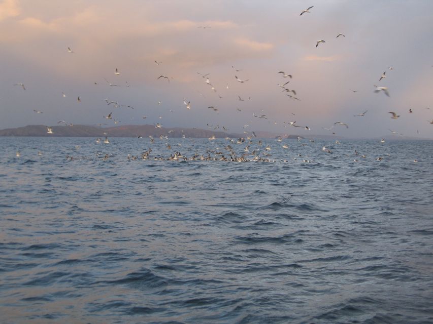 County Cork: Whale & Dolphin Watching Boat Trip - The whale search: minke, fin, and humpback possibilities