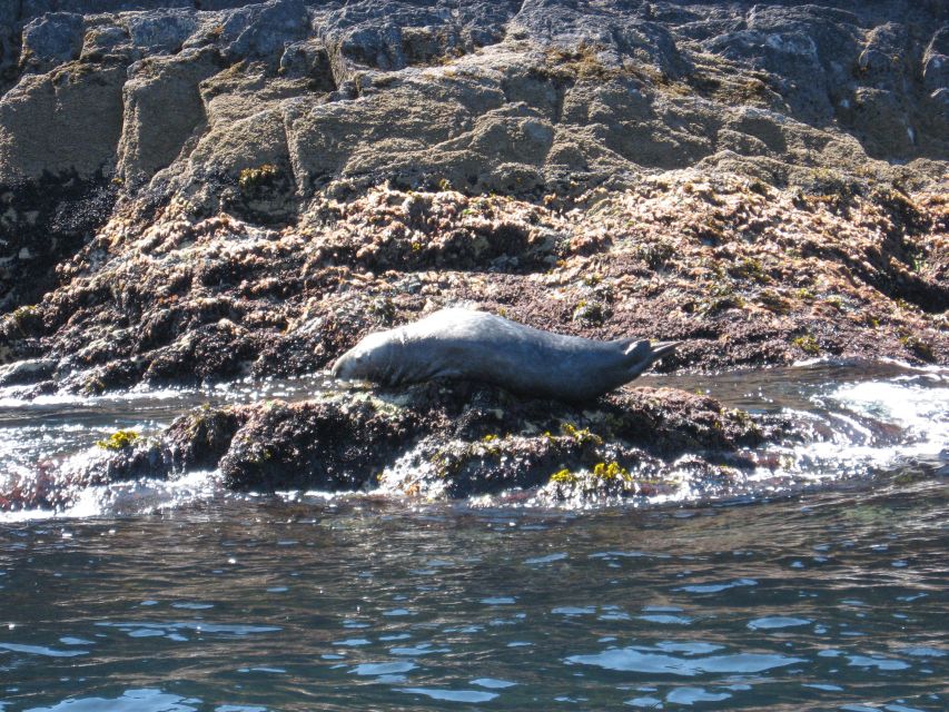 County Cork: Whale & Dolphin Watching Boat Trip - Seasonal surprises: basking sharks and sunfish