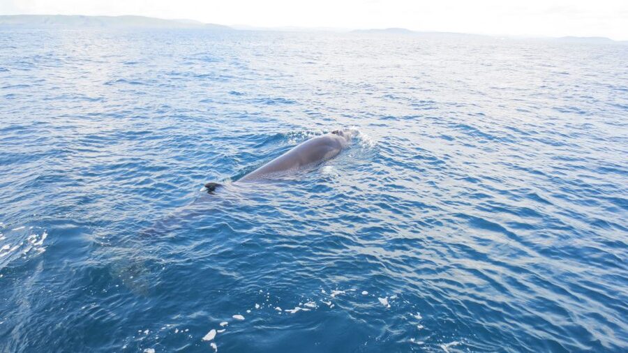 County Cork: Whale & Dolphin Watching Boat Trip - What Captain Gerry adds to the trip