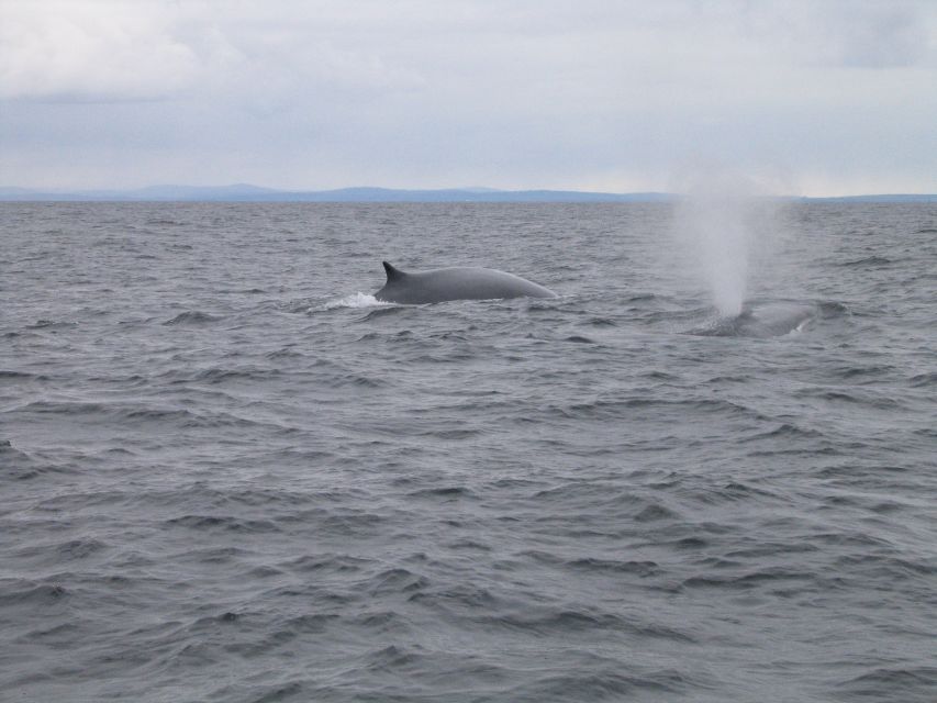 County Cork: Whale & Dolphin Watching Boat Trip - Is $51 a fair price?