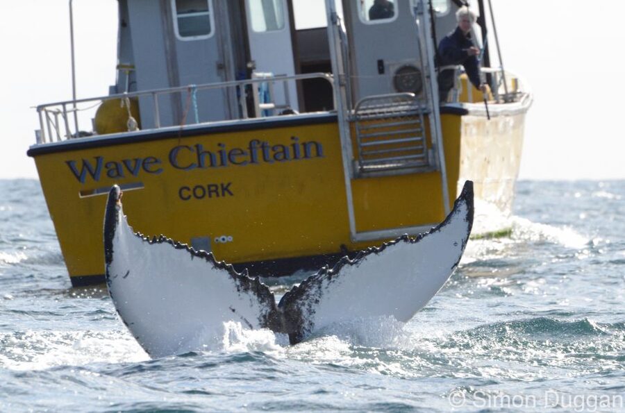 County Cork: Whale & Dolphin Watching Boat Trip - The first hour: coastline, islands, and open water