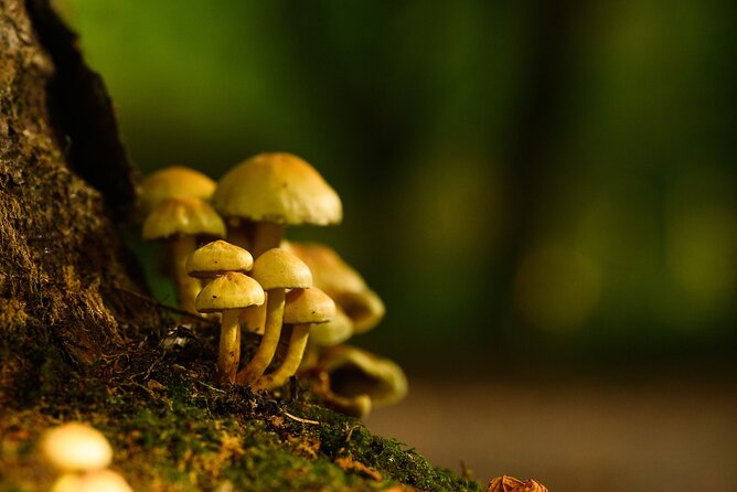 Courtown Woodland Guided Tour - Light foraging with useful plants