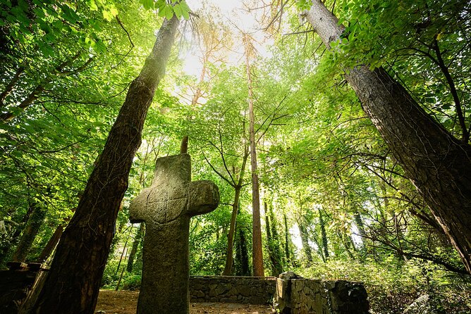 Courtown Woodland Guided Tour - Trees, the Wood Wide Web, and old beliefs