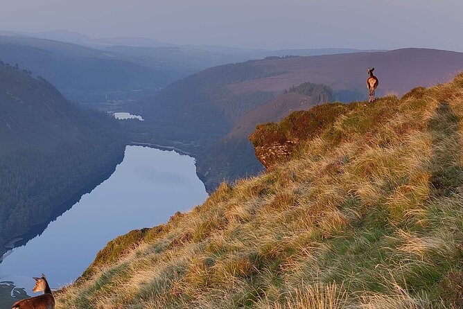 Day Tour to County Wicklow - What the Guide Adds to the Experience
