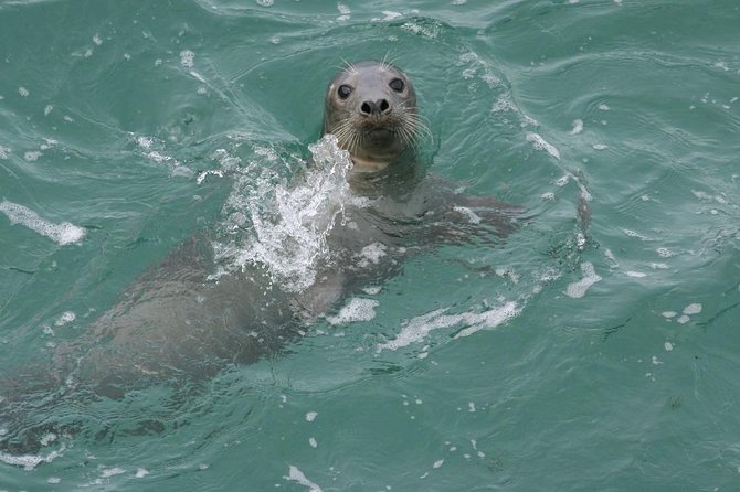 Dingle Boat Tours RIB Adventure Private - Sea caves and coves along the route