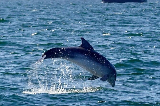 Dingle Boat Tours RIB Adventure Private - Reaching the Blasket Islands
