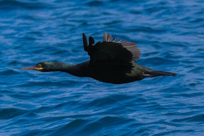 Dingle Boat Tours RIB Adventure Private - Watching for seals, dolphins, whales, and puffins